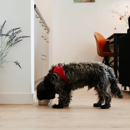 Holiday home Brise - Infrarotsauna Hunde Wilkommen! Lohme