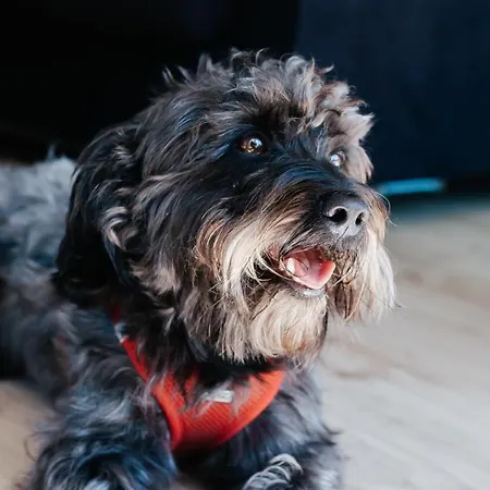 Brise - Infrarotsauna Hunde Wilkommen! شقة