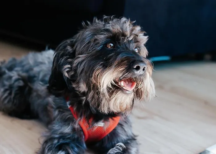 Brise - Infrarotsauna Hunde Wilkommen! Appartement